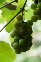 Ripe plants of white wine in the vineyard. New crop close-up.