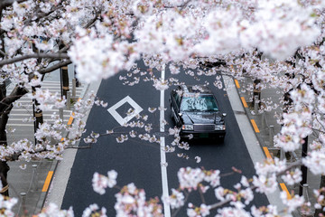 Top view of a taxi driving on the asphalt street covered by beautiful cherry blossom in full bloom at ARK Hills in Minato, Tokyo.