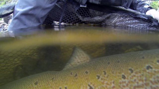 large salmon male caught into modern handout in professional fisherman hands in river water extreme close view