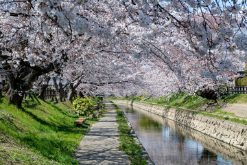 Cherry blossom in full bloom at Saitama, Japan