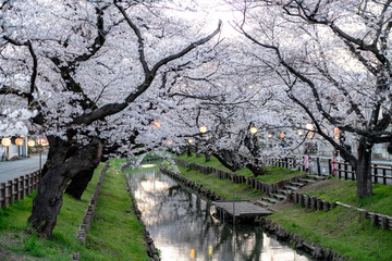 Fototapeta na wymiar Illumination at Shingashi river, Kawagoe, Saitama prefecture in Japan during sakura full bloom season.