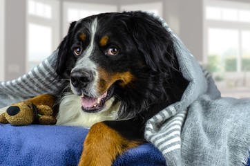 Big adult bernese mountain dog lying on the bed under the grey plaid. Cold weather, autumn, winter