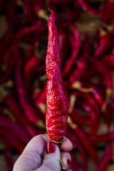  Woman hand holding dried red chilly pepper. Spicy food concept. Close up, copy space.