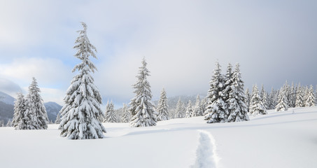 Winter landscape. Spectacular panorama is opened on mountains, trees covered with white snow, lawn and blue sky. Christmas forest.