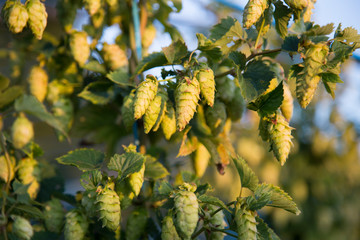Houblon