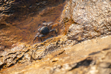 Crab standing in the shallow waters on a rock.