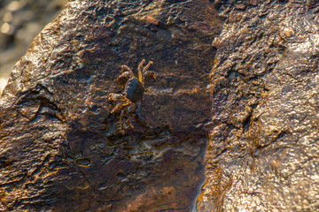 Crab standing in the shallow waters on a rock.