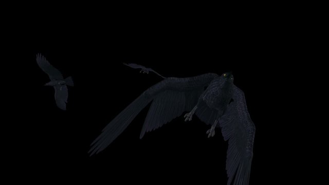 Black birds flying in flock over transparent screen. Realistic 3D Full HD animation loop. Royaltyf free stock footage to nature, forest, city, countryside, animals, mystic, horror, magic, dream.