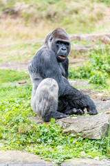 gorilla man is looking at the woman who is sleeping