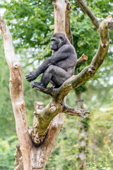 gorilla woman sits high in the tree and is looking
