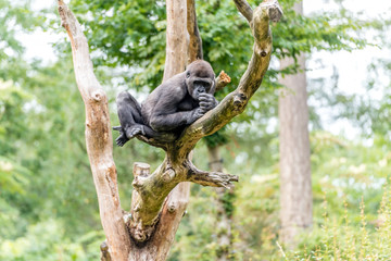 gorilla woman sits high in the tree and looks at the rest of the group