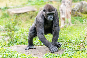 gorilla stands on a stone and moves