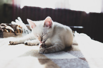 Cute contented kitten licks its paws, lying on a soft sofa, in the rays of sunlight.