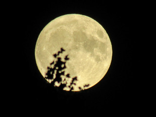 Full moon. Yellow moon on a black background.