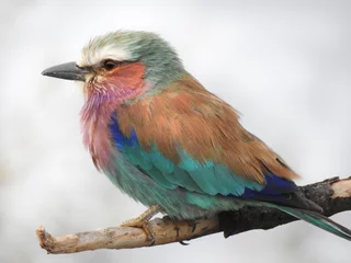 Zelfklevend Fotobehang vogel op een tak © Alla