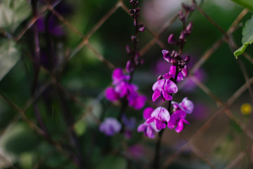 pink flowers in the garden