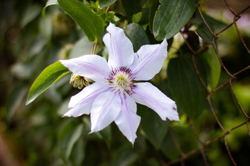 white flower in the garden