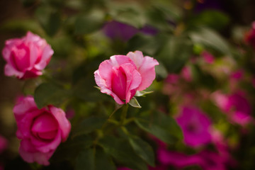 Fototapeta na wymiar pink rose in the garden