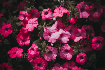 pink flowers in the garden