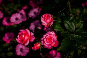 Fototapeta premium pink rose in the garden