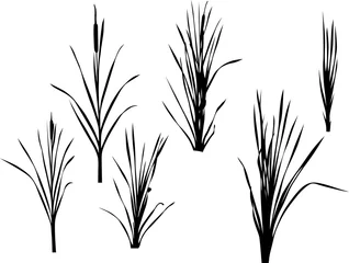 Foto op Canvas set of six reed silhouettes isolated on white © Alexander Potapov