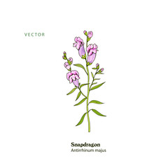 Hand drawing of pink Snapdragon plant, Antirrhinum majus, freehand line style.