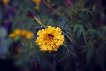 yellow flower on black background