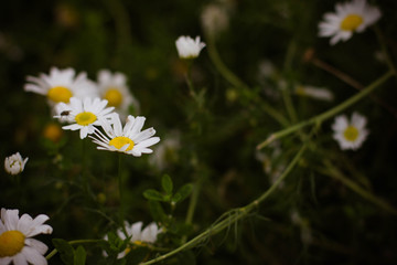 daisy in the grass