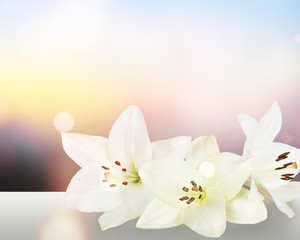Obraz na płótnie Canvas White lilies on white background and buds