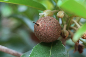 Sapodilla and Sapodilla flower Is the fruit in thailand.