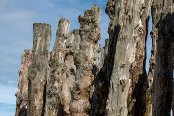 Big breakwater, 3000 trunks to defend the city from the tides, Plage de l'Éventail beach in Saint-Malo, Ille-et-Vilaine, Brittany,