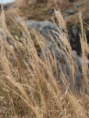 Fototapeta premium spikes on the sea autumn