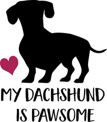 Dachshund