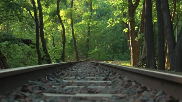 A Forest And Train Railway