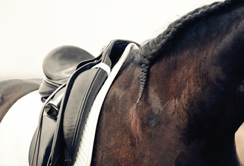 Pigtail on neck sports brown horse. Saddle with stirrups on a back of a horse. Neck sport horse.