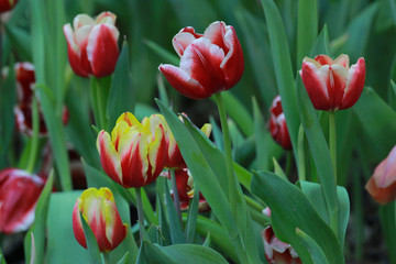 Yellow and red tulips. In the morning garden. With difference And coexistence.