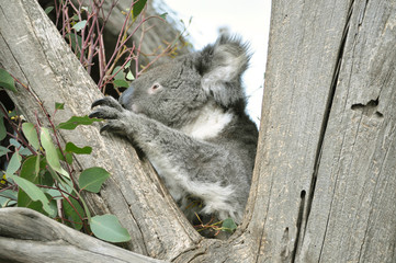 koala