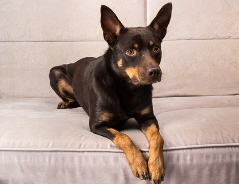 Australian kelpie dog posing on the couch with headphones and cap