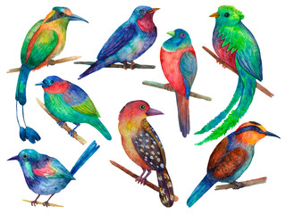 Set of exotic colorful birds watercolor illustration