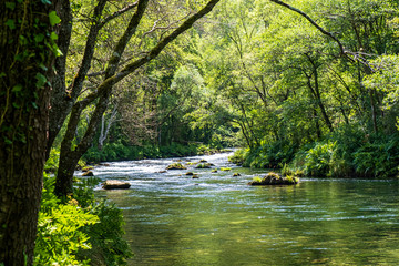 Arc natural Fragea de Eume, Galice, Espagne.