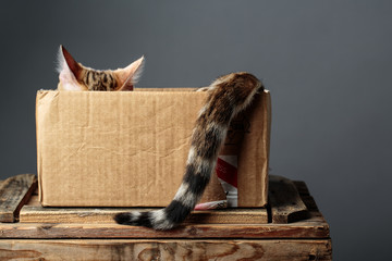 Young Bengal Cat in Cardboard Box - obrazy, fototapety, plakaty