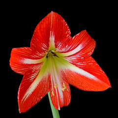 Beautiful red flower isolated on a black background