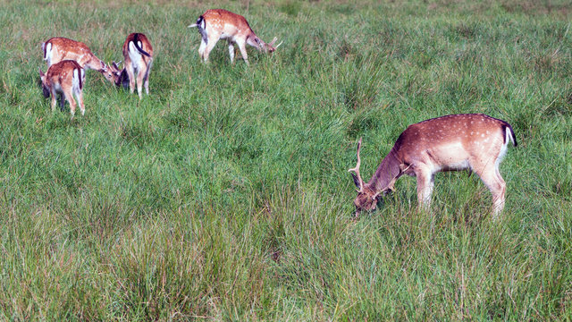 Damwild auf einer Wiese