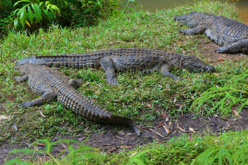 Nile Crocodiles Bathing by River