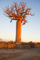 Crown of Roots Boab African Boab Tree Grand Tall
