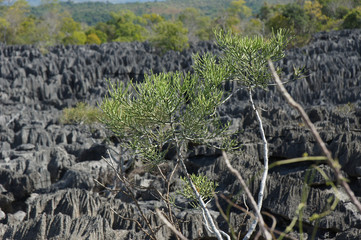 Fire Stick Tree at Tsingy