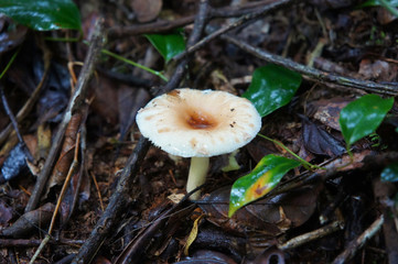 Mushroom Growth