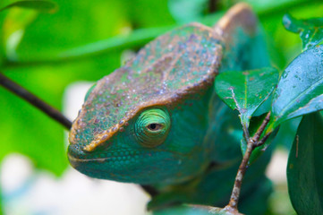 Green Chameleon Eye CALUMMA GLOBIFER