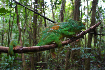Green Chameleon Calumma Parsonii Cristifer