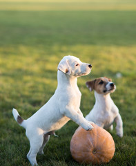 Jack Russell puppies play on the lawn with pumpkin.